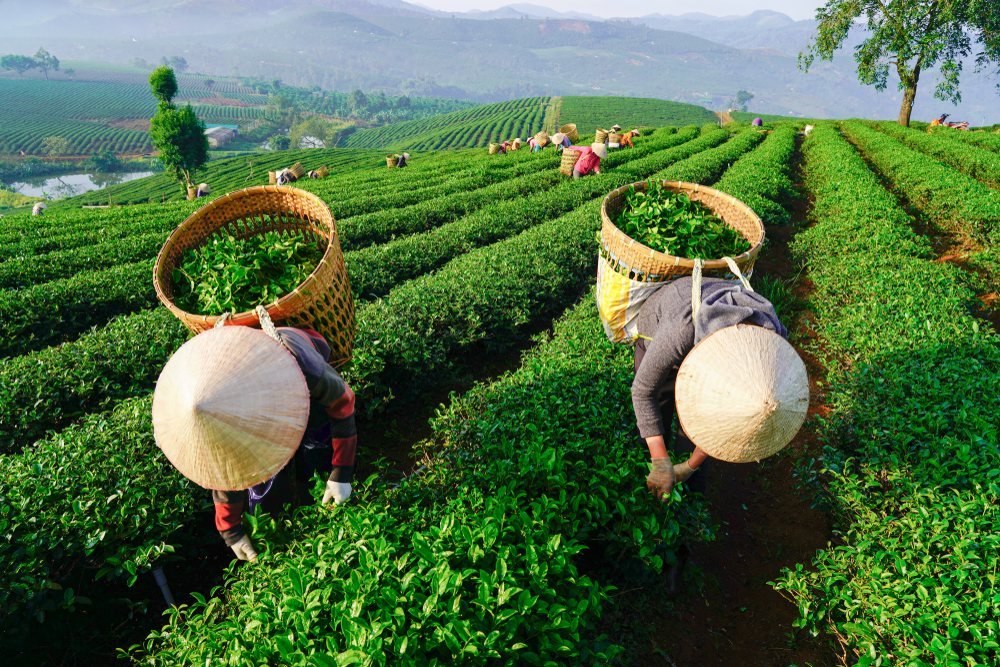 Vietnam