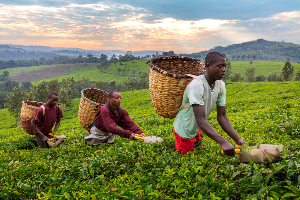 Uganda